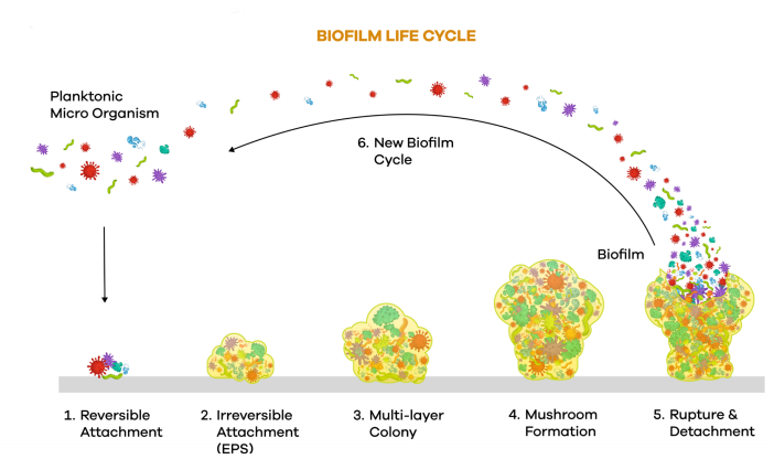 BIOFILM LIFE CYCLE